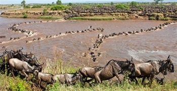 6 Days Ngorongoro Crater-Serengeti-Masai Mara Budget Safari - African Home Adventure Safaris - Safarigo