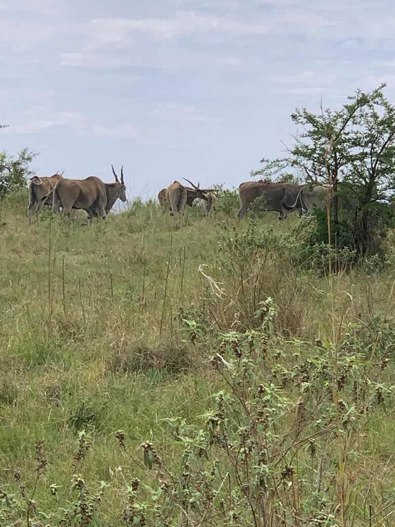 5-Day Iconic Tanzania Safari Program