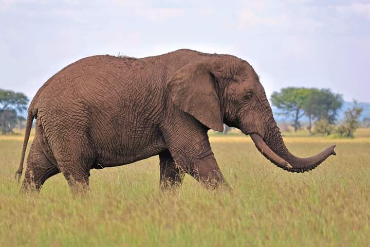 A 5-Day Expedition through Maasai Mara, Lake Nakuru & Naivasha: "Wilderness Odyssey"