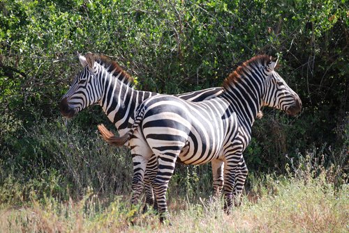 Lake Manyara National Park Day Trip