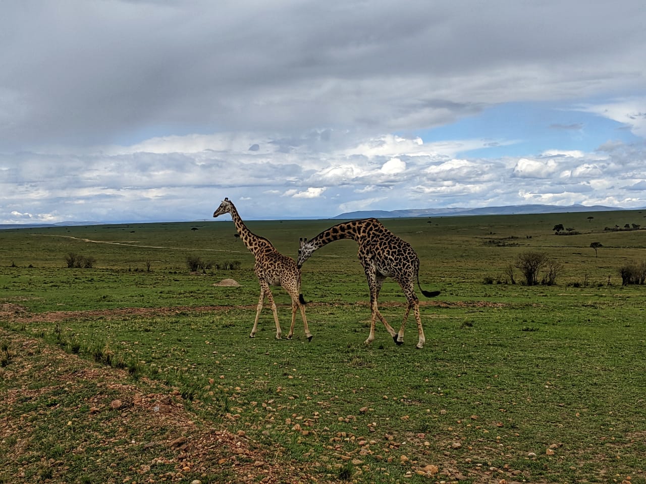 6-Day New Years Kenya Safari Visiting Amboseli Lake Naivasha & Masai Mara - Explorer Kenya Tours & Travel - Safarigo