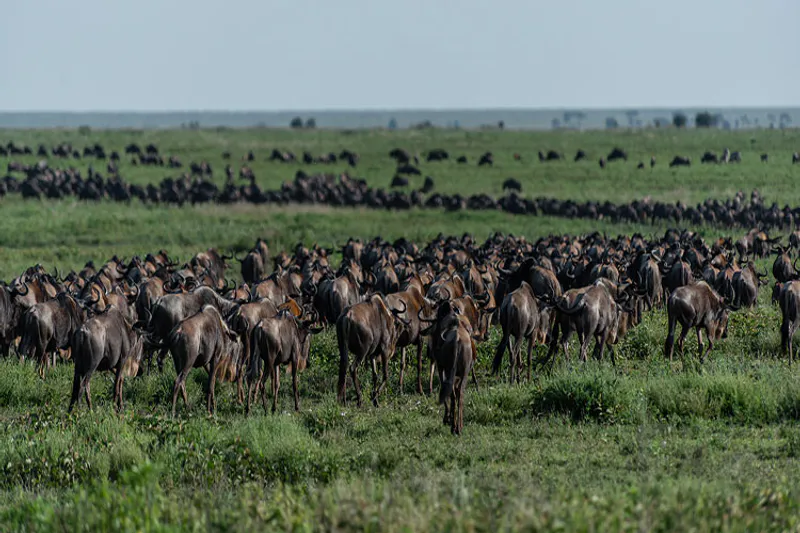 5-Day Ndutu Spectacular Migration Dec-Apr