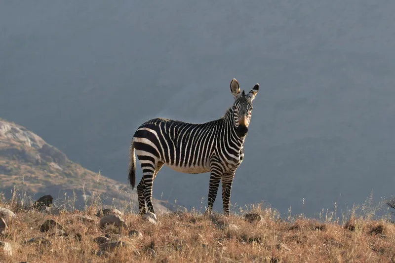 4-Day Serengeti Luxury Trip & Four Seasons Safari Lodge