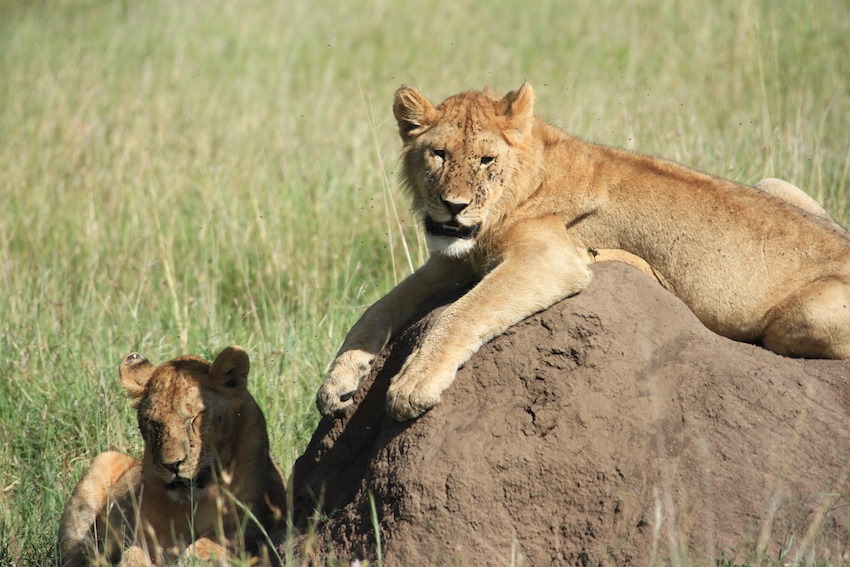 5-Day visiting Lake Manyara, Serengeti, Ngorongoro Crater (Luxury +)