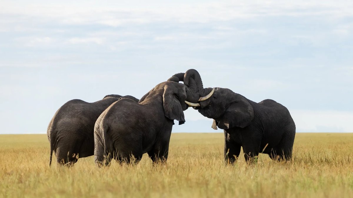 6-Day Tanzania Low Season Safari: Tarangire, Serengeti and Ngorongoro Crater