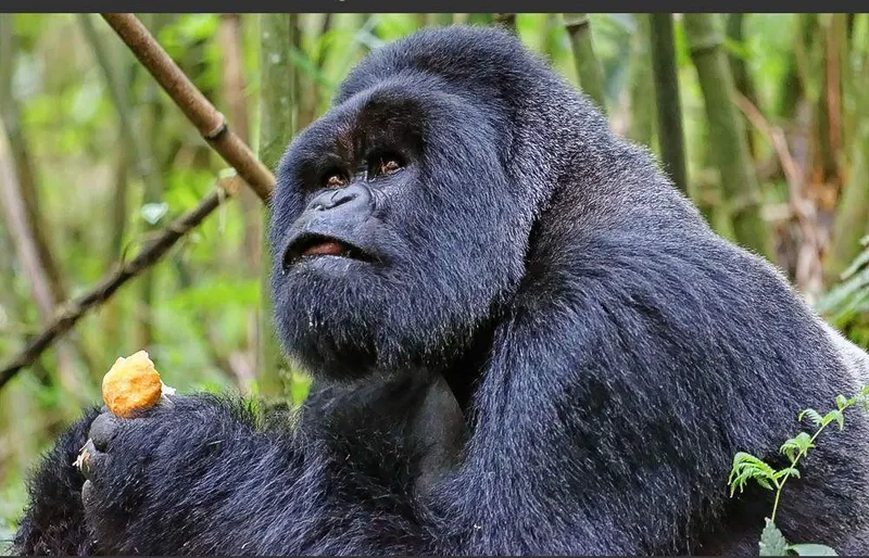 6-Day Queen Elizabeth & Bwindi National Park Safari