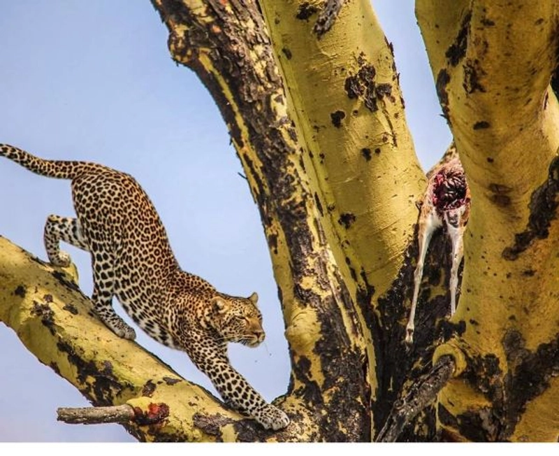 6 Day Luxury Wildebeest Migration & River Crossing Safari