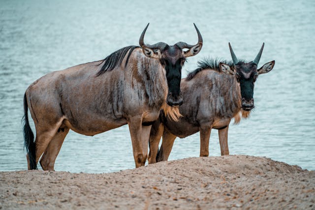 4-Day Magic Experience Safari Mix Lodge & Camp