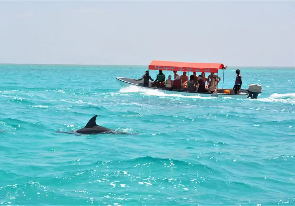 Safari Blue Excursion