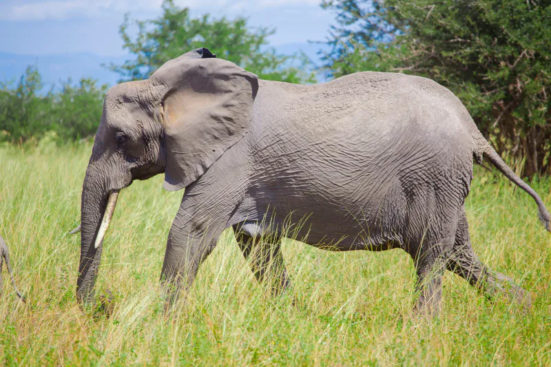 3-Day Mid-Range Fly-In Serengeti & Ngorongoro Safari