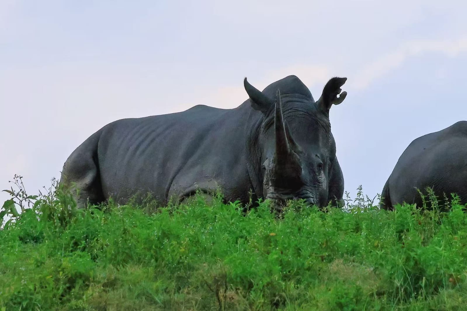 7-Day Kenya Sopa Lodges Mid-Range 4x4 Jeep Safari Adventure