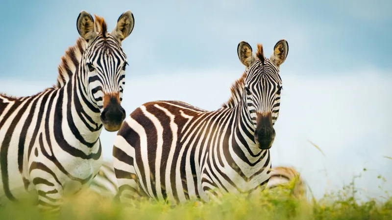 8 Day - Kenya & Tanzania Wilderness Safari - Midrange