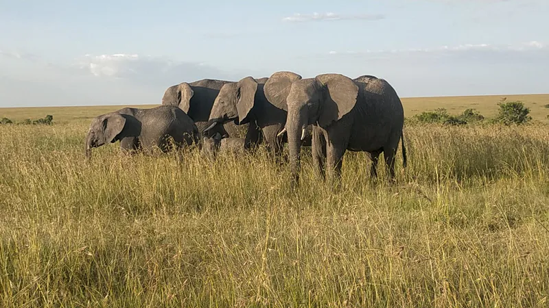 15 Days Traversing Kenya Safari: Samburu - Olpejeta - Aberdare - Lake Nakuru - Masai Mara - Lake Naivasha- Amboseli - Tsavo - Diani