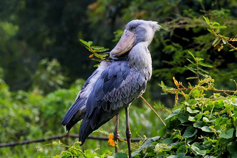 10-Day Shoebill Watching, Gorilla & Chimp Trekking Tour In Uganda