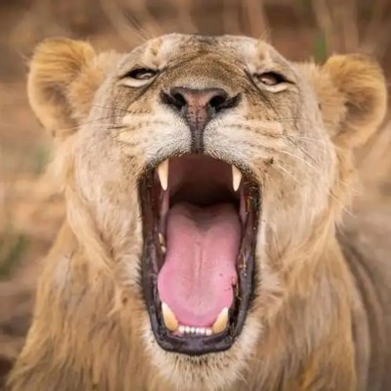 4 - Day Masai Mara and Lake Naivasha Adventure Safari