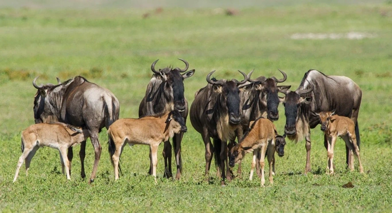 6 - Day Tarangire, Ngorongoro Crater, Serengeti and Ndutu.