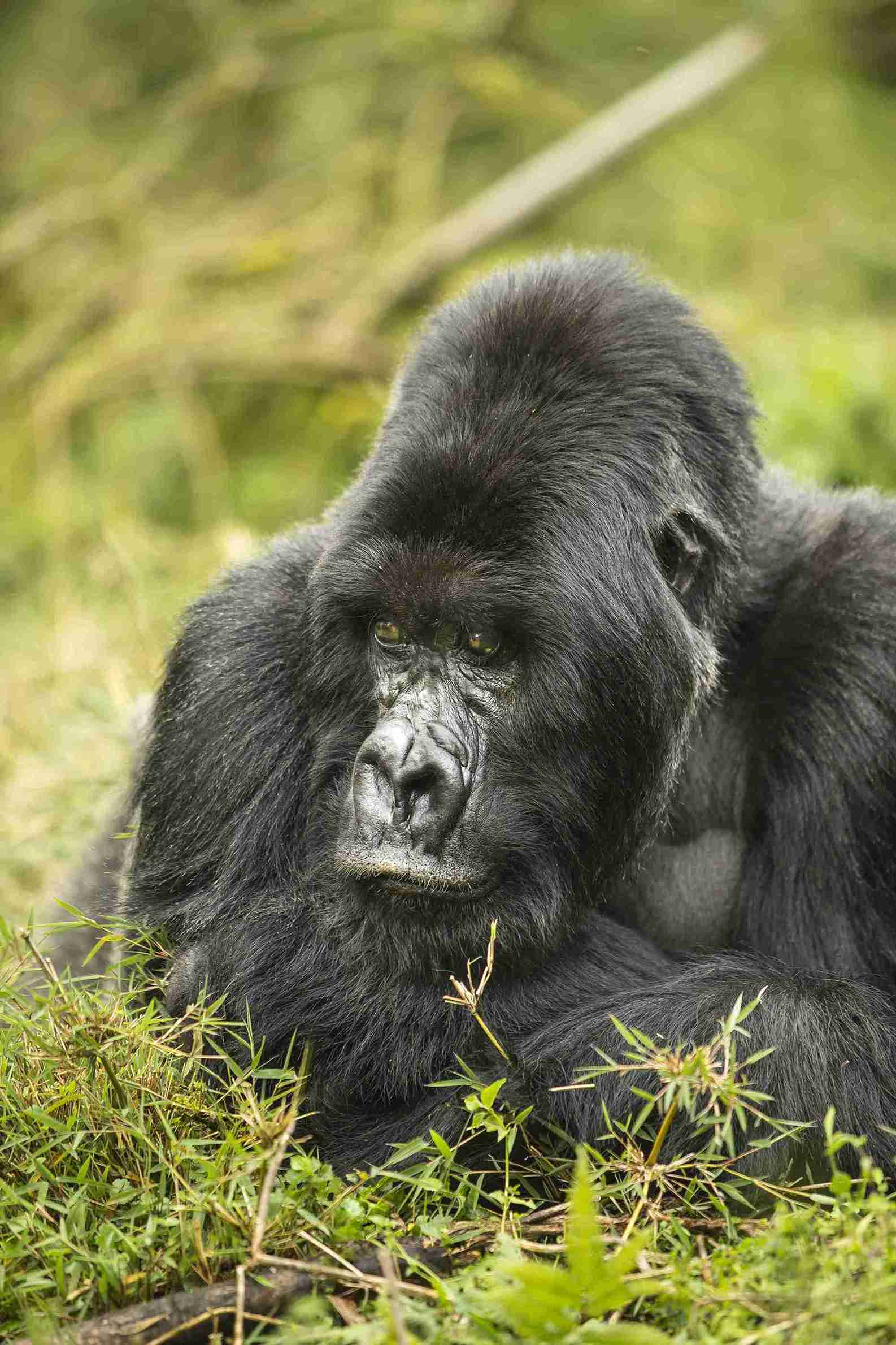 1-Day Gorilla Trekking Safari with Canoe Trip on Mukungwa River - Kingfisher Journeys - Safarigo