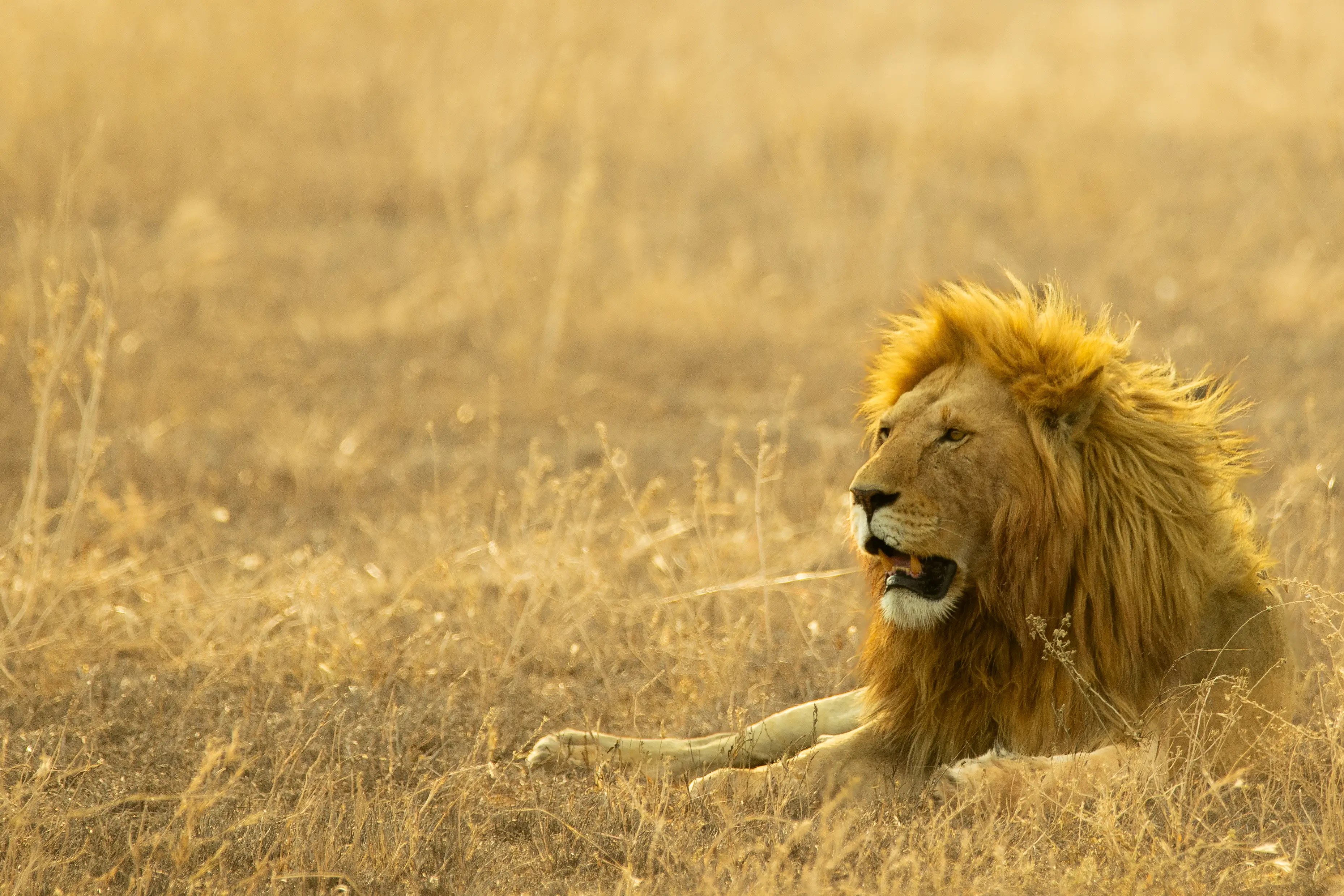 5-Day Ndutu Calving Season & Big Five Safari (Tarangire, Serengeti & Ngorongoro)