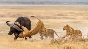 7-DAY NORTHERN CIRCUIT LUXURY SAFARI