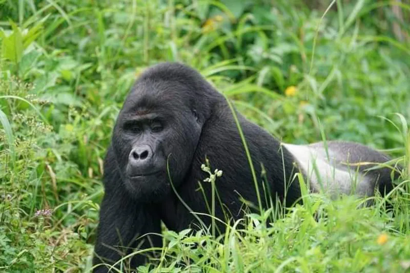 6-Day Gorillas, Chimpanzee, and Wildlife Safari
