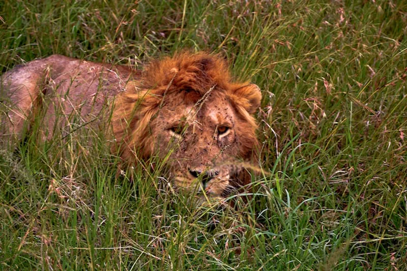 7-Day Amboseli, Naivasha, Hells Gate, Nakuru, Masai Mara