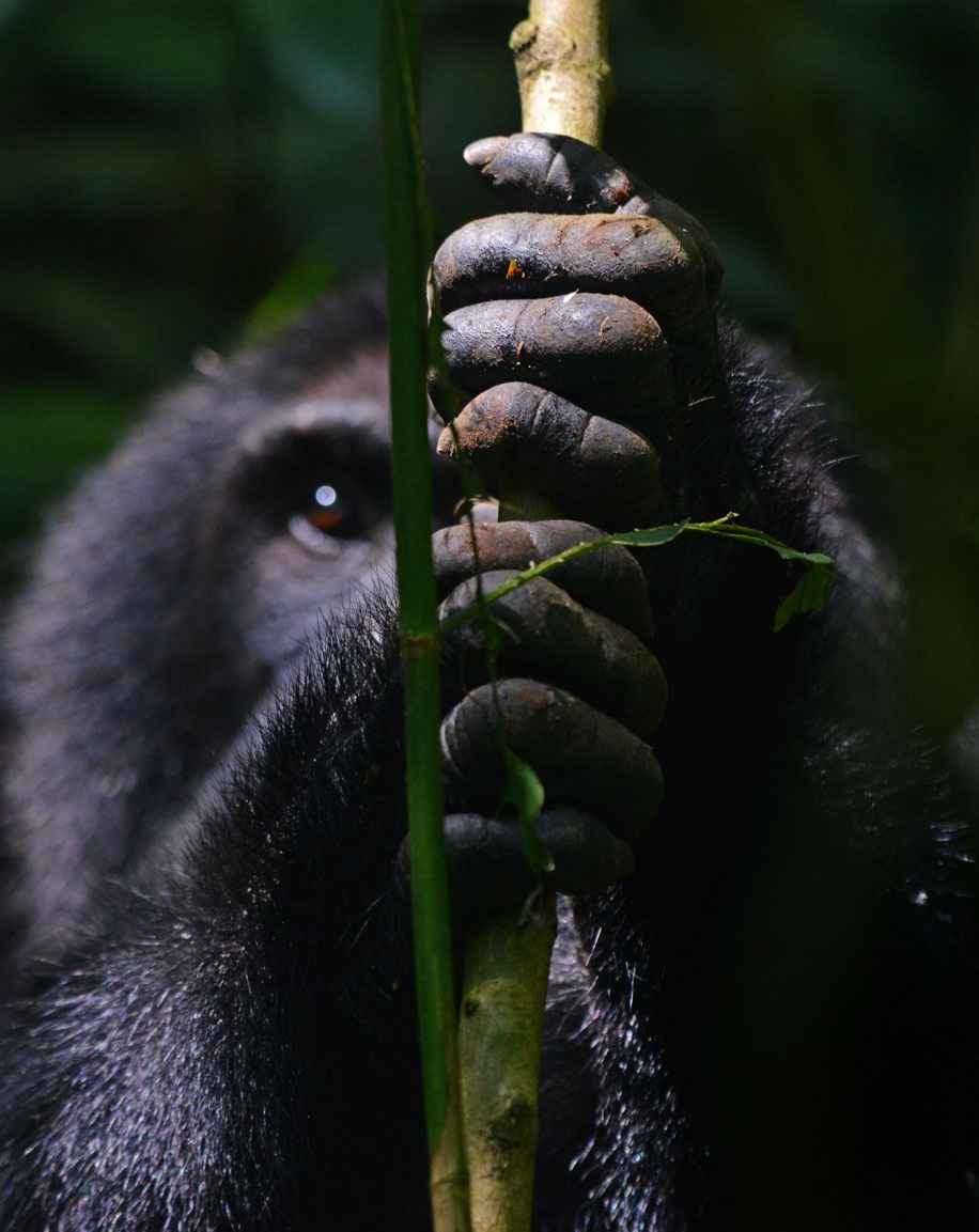 4-Day Gorilla Trekking and Kibale Chimpanzee Tour