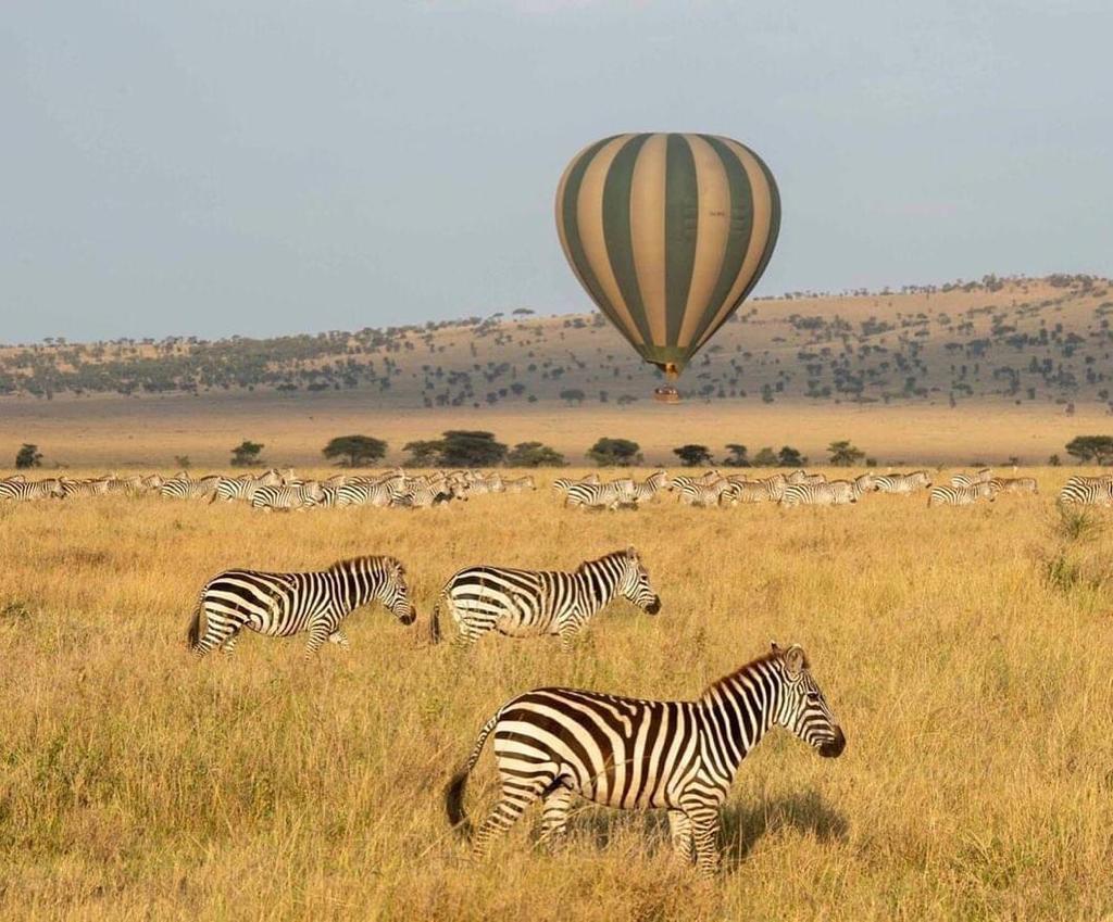 7-Day Serengeti Great Migration Safari-Calvin season - African Tanzanite Safari - Safarigo