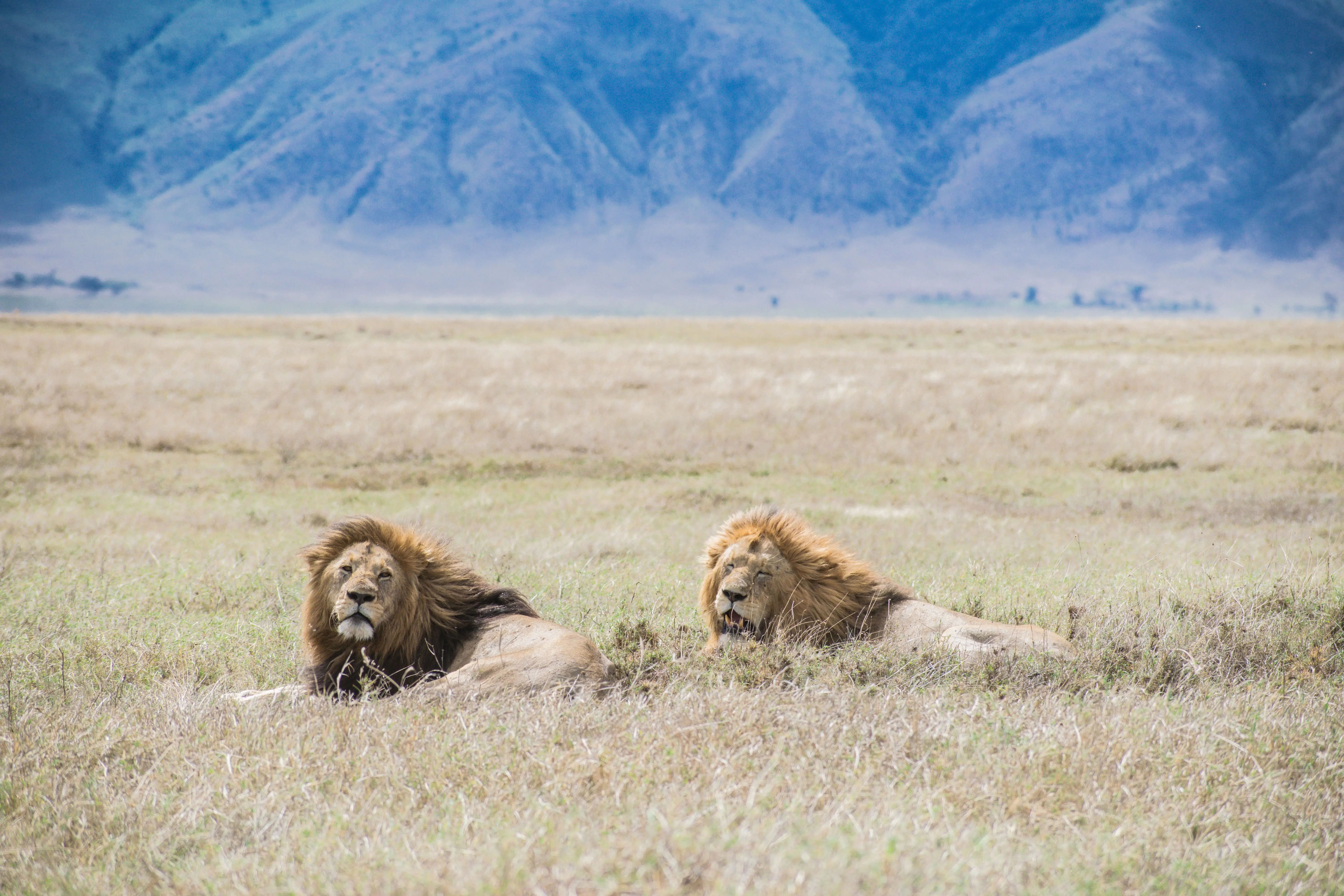 6 Days Northern Serengeti & Mara River Crossing Safari Witness the Greatest Wildlife Spectacle on Earth