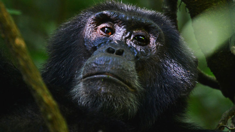 10-Day Uganda Safari