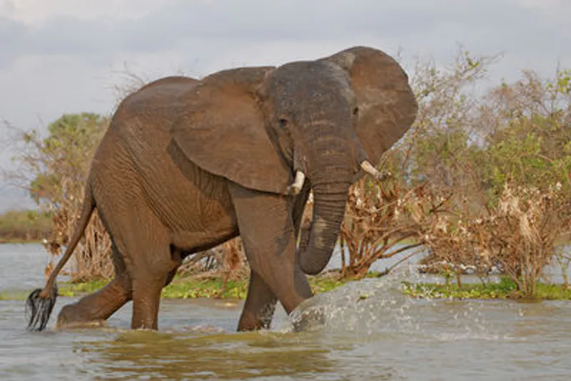 Tarangire national park Day trip