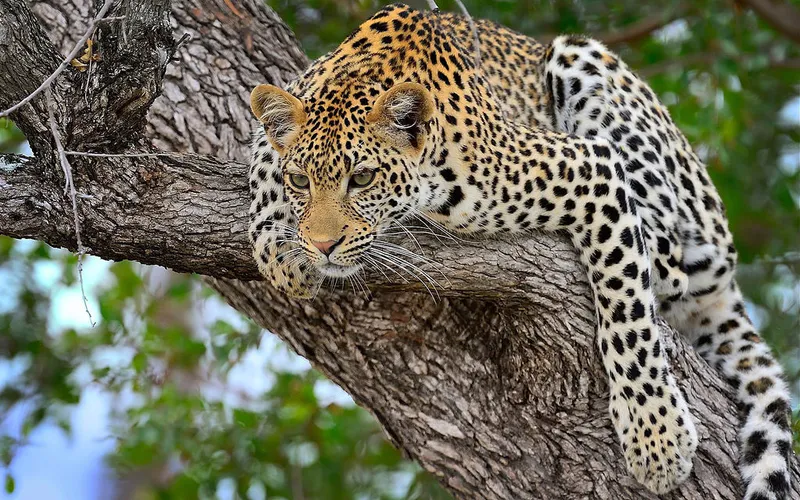 5 Days Safari explore the Northern Beaty of Tanzania