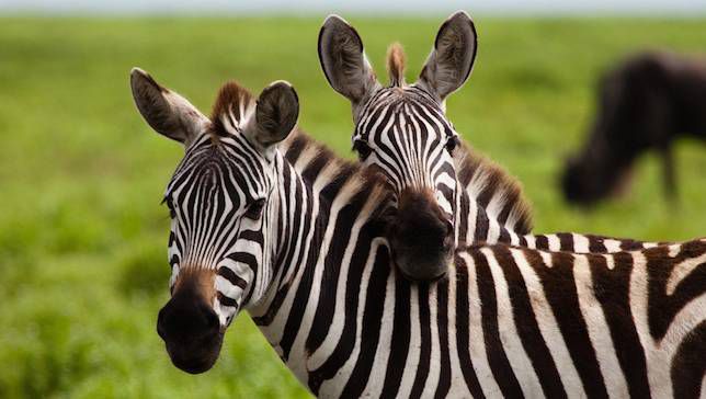 3-Day Breathtaking Safari To Lake Mburo National Park