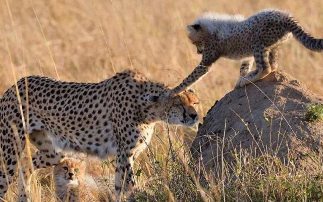 3 Days Mid range Tanzania Safari