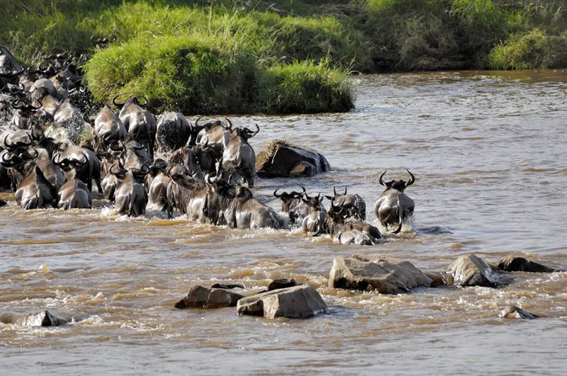 4-Day Fly in Serengeti Luxury Safari the Great Migration