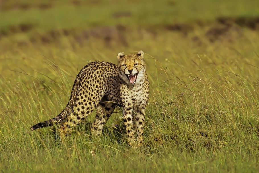 4-Day Tanzania Private Safari-Fly In