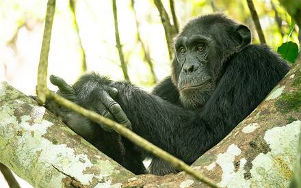 9 Day Camping Gorilla Safari in Uganda