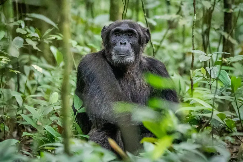 3-day Climax chimpanzee safari