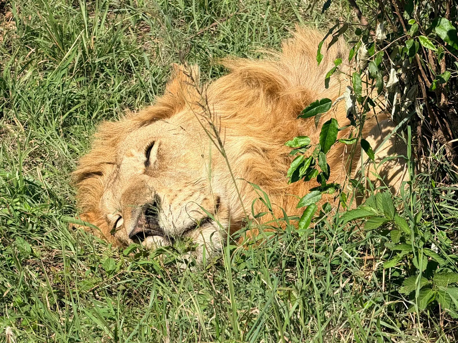 6 DAYS KENYA GROUP LODGE SAFARI - 2 ENTRIES IN MASAI MARA