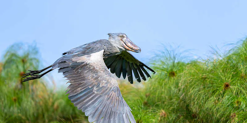 8-Day Uganda Birding Safari Adventure