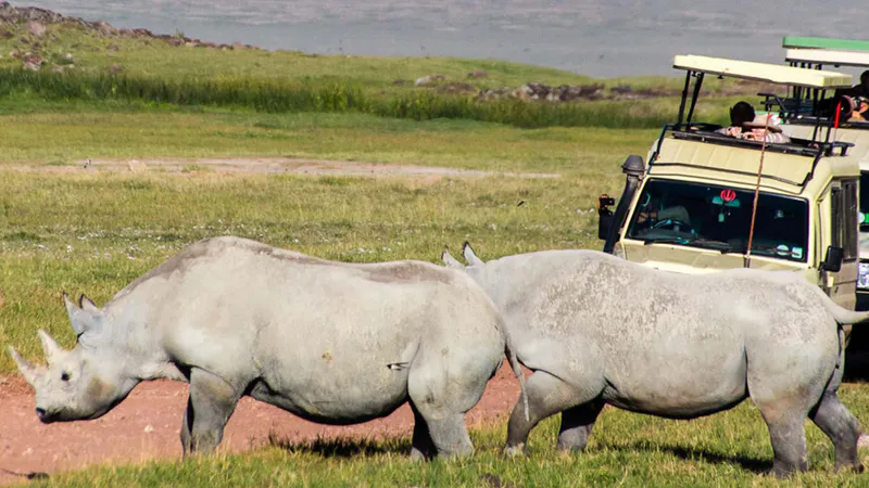 7 Days Luxury Tanzania Family Safari