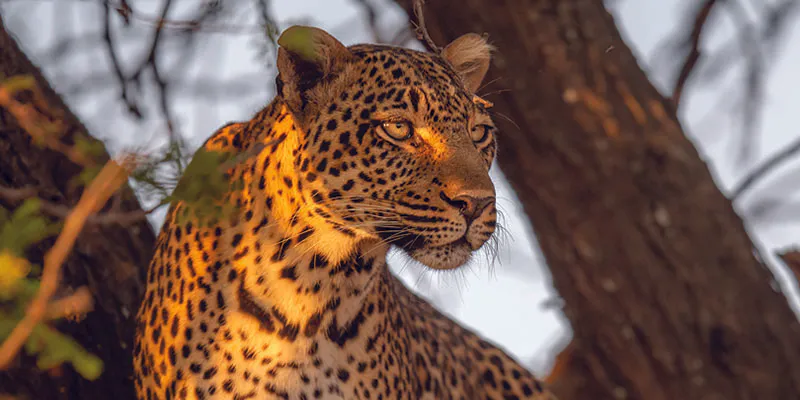 5-Day Classic Safari