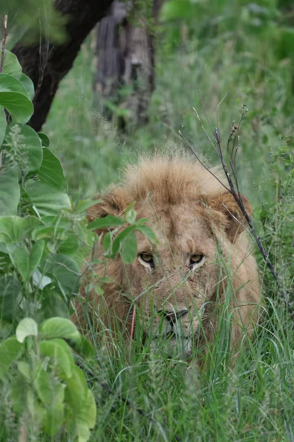 5-Day Luxury Serengeti Big Five Safari