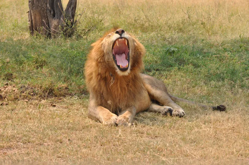 1 Day Amazing Ngorongoro Crater Safari Experience