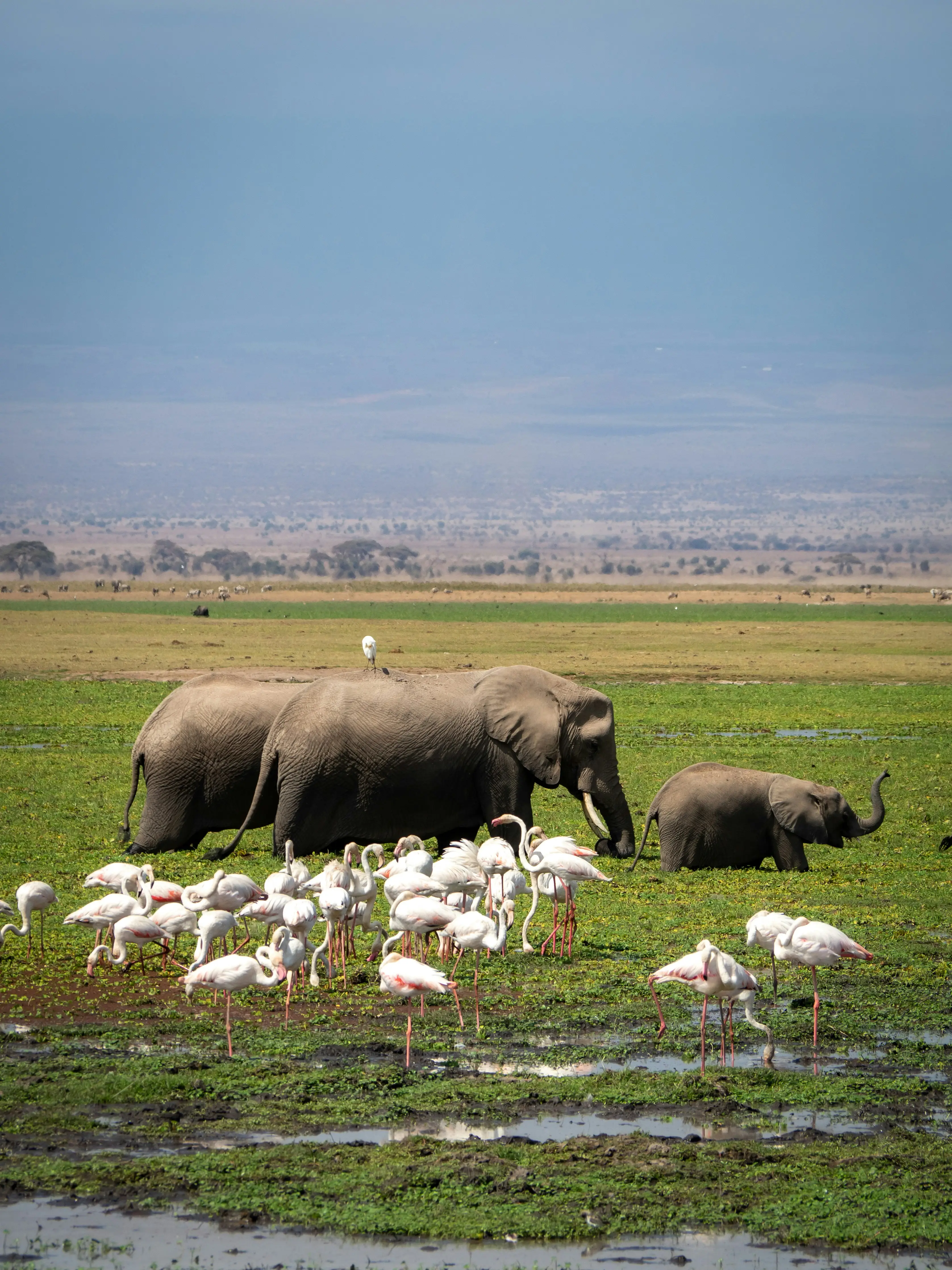 3-Day Classic Amboseli Private Safari