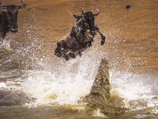 5 Days Tanzania wildlife luxury Safari Serengeti & Ngorongoro