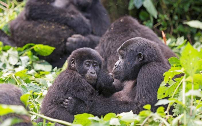 4 Day Gorilla Safari Experience in Uganda