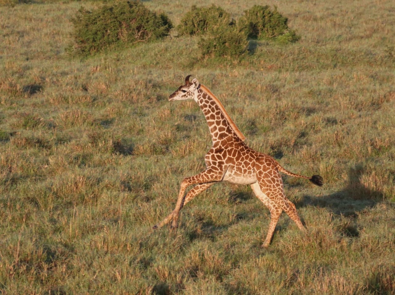 11-tägige Tour nach Amboseli, Naivasha-See, Masai Mara, Nakuru-See, Bogoria-See, Samburu