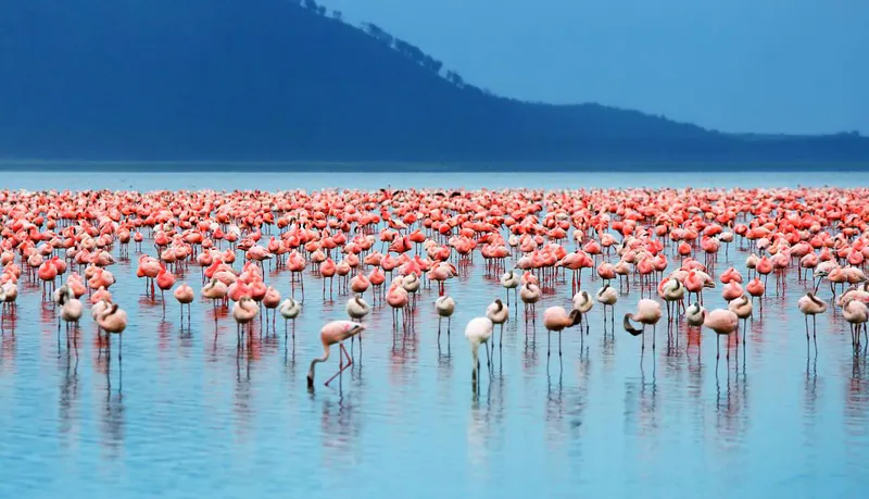 4 Day: Maasai Mara and Lake Nakuru | Budget Safari