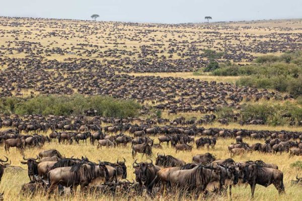 7-Day Mara River Great Migration Tour (July - Early Oct)