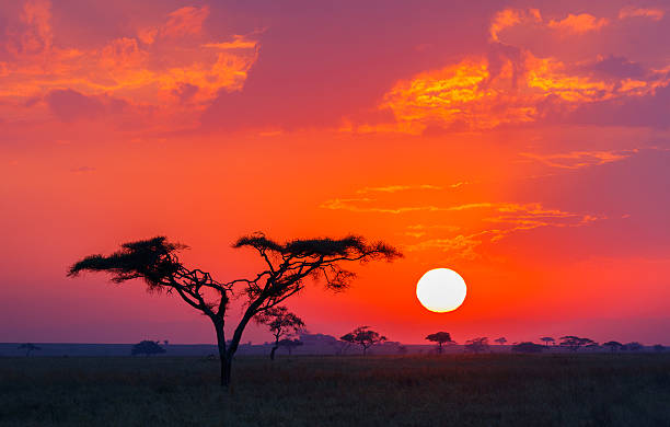 3-DAY FLY CALVING SEASON IN SERENGETI NATIONAL PARK
